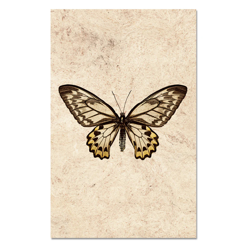 Butterfly #12