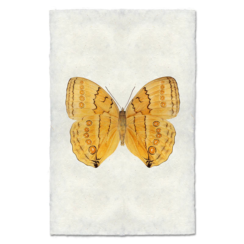 Butterfly #16