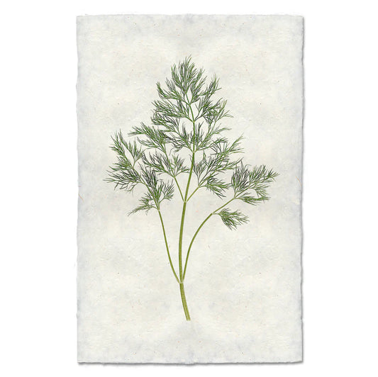 Dill - 9x14