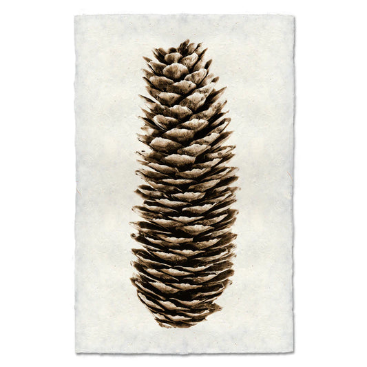 Norway Spruce- 9x14