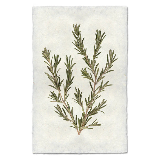 Rosemary 9x14