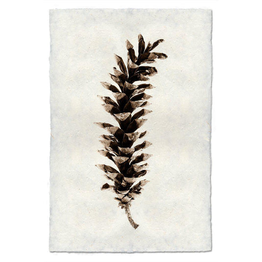 Eastern White Pine - 9x14