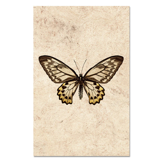 Butterfly #12