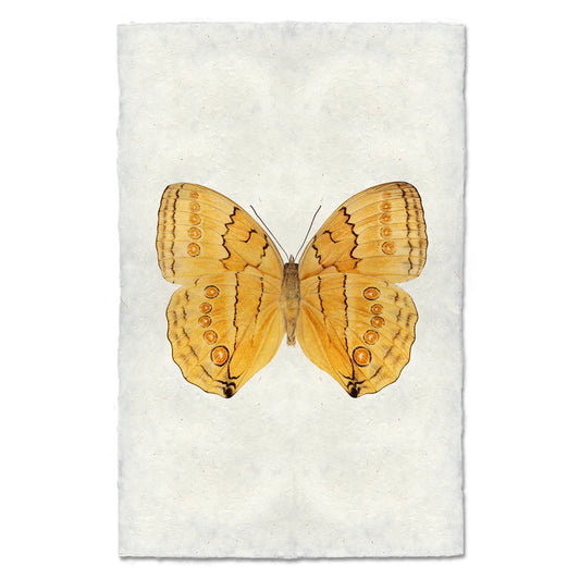 Butterfly #16