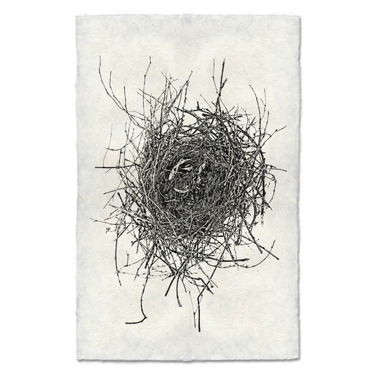 Nest Study #16