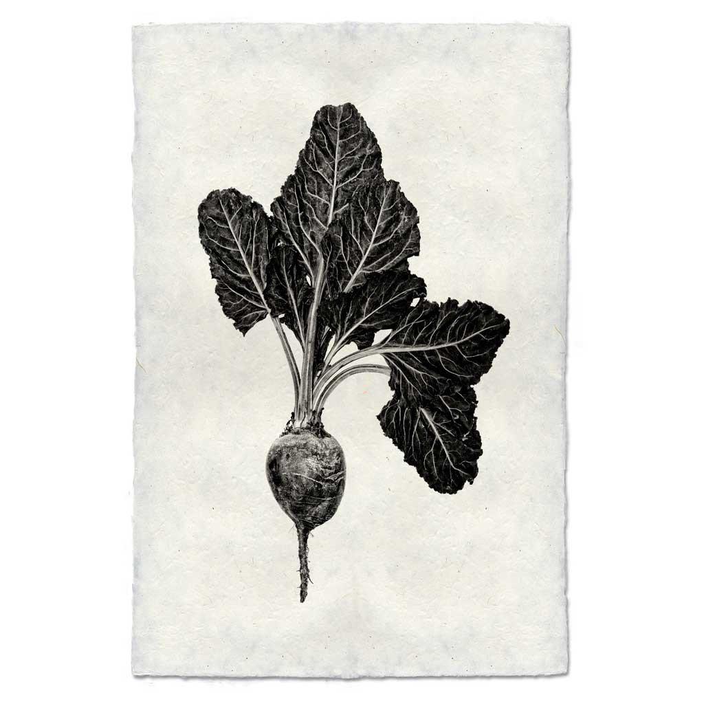 Red Beet - 9x14