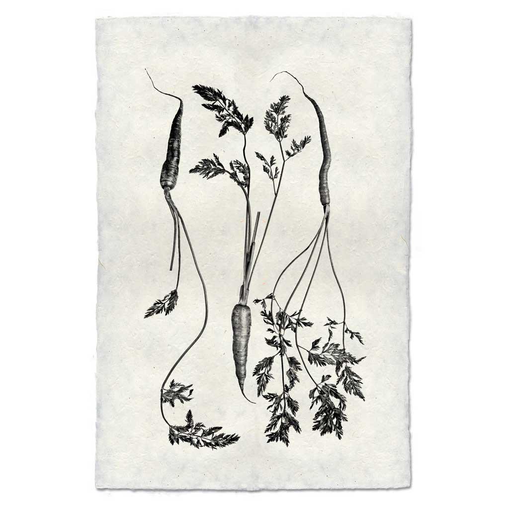 Three Carrots - 9x14